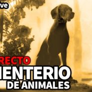Milenio Live: Cementerio de animales